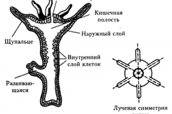 Какая сейчас ссылка на кракен